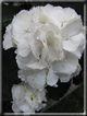 foto Fiori